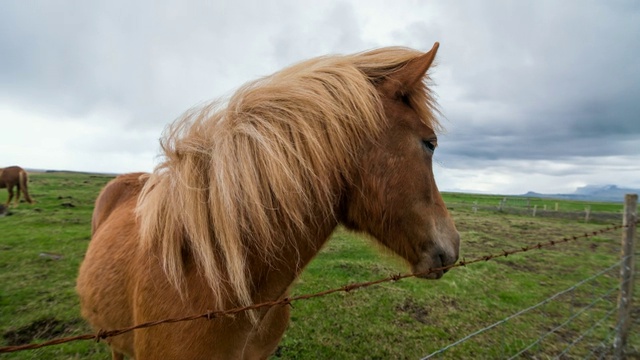 在牧场上吃草的冰岛马视频下载