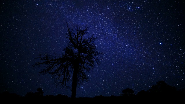 星夜伴树视频素材