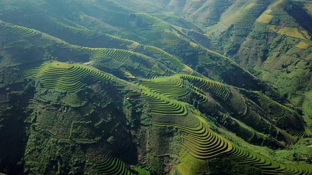 鸟瞰图越南西北部的梯田，收获季节的稻田在木仓寨，Yen Bai省，越南视频下载