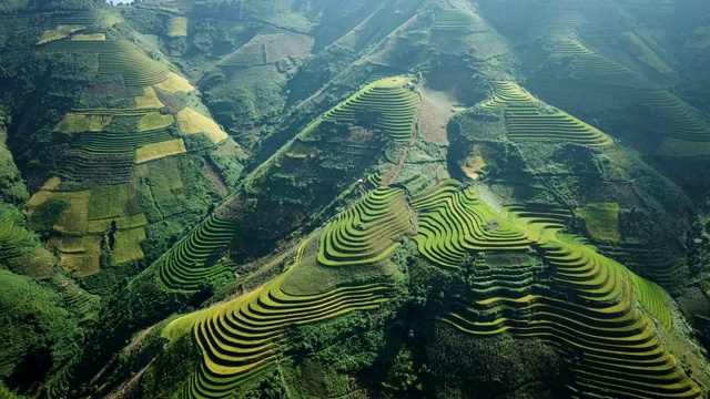 鸟瞰图越南西北部的梯田，收获季节的稻田在木仓寨，Yen Bai省，越南视频下载