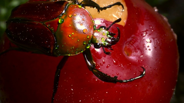 在果实上的雄性花甲虫(海王星?)视频素材