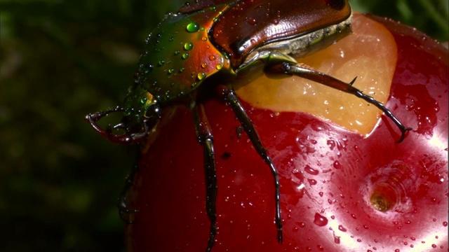 在果实上的雄性花甲虫(海王星?)视频素材