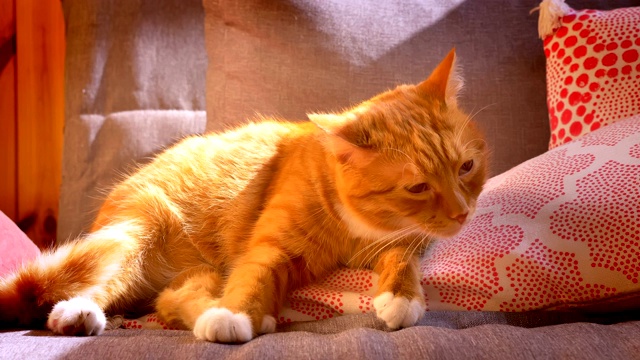 恬静美丽的红猫正躺在家里的红枕头上，舔着自己的白爪子，四周沐浴着阳光，准备睡觉，懒洋洋的视频下载
