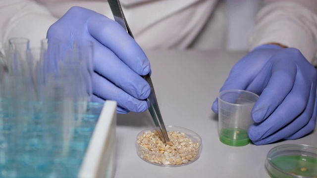 转基因小麦的实验室研究。医生正在进行一项改变麦苗基因组的实验。创造一种转基因植物。食品质量实验室的实验室助理。视频素材