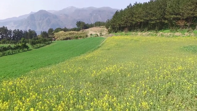 韩国庆尚北道乌连岛(著名旅游目的地)的油菜花视频素材