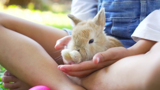 孩子和动物-一个毛茸茸的棕色兔子在女孩的膝盖上。视频下载