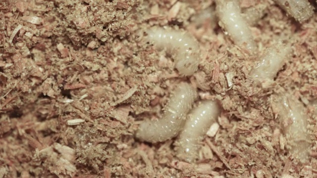锯屑中的肉蝇幼虫，特写。视频素材