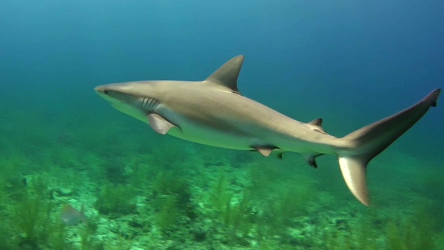 牛鲨。水下风景视频素材