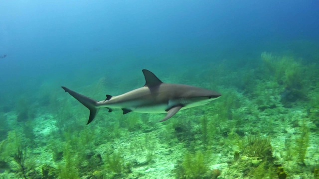 牛鲨。水下风景视频下载