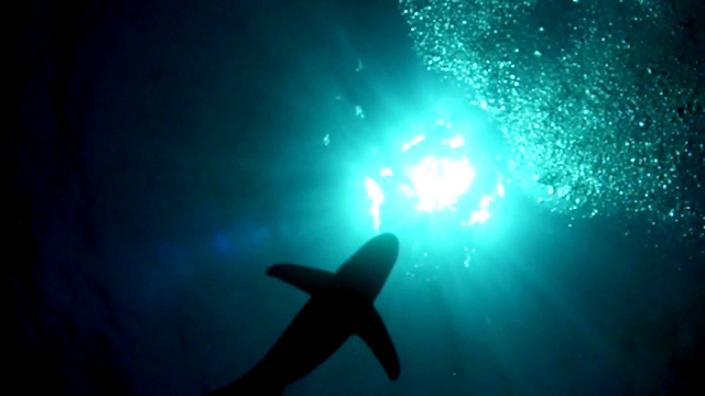 大白鲨。水下风景视频下载
