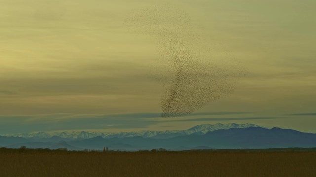 在一个美丽的日落欧椋鸟的大低语的慢动作视频视频素材