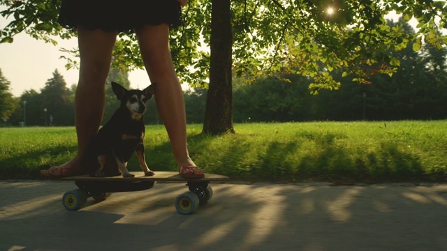 镜头光晕:一个不认识的女人带着可爱的迷你pinscher玩滑板。视频下载
