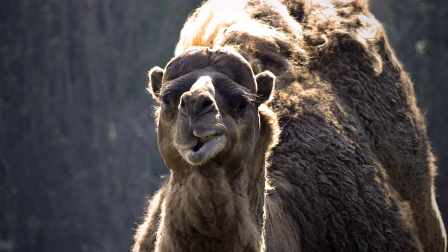 哺乳动物嚼骆驼视频素材