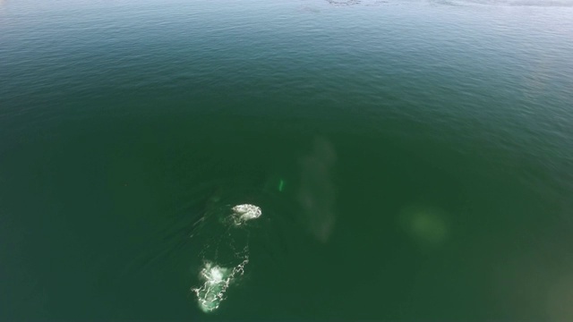 空中/平拍:鲸鱼在绿色海洋中游泳和喷洒视频素材