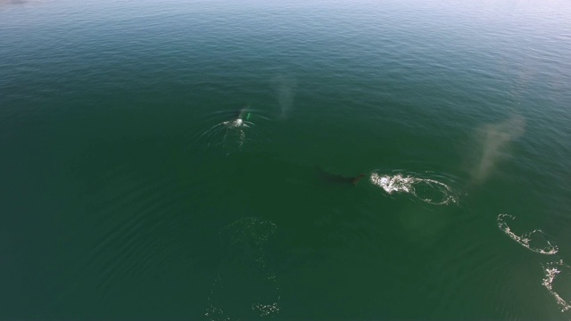 空中/左图:鲸鱼在绿色海洋中游泳和喷洒视频素材