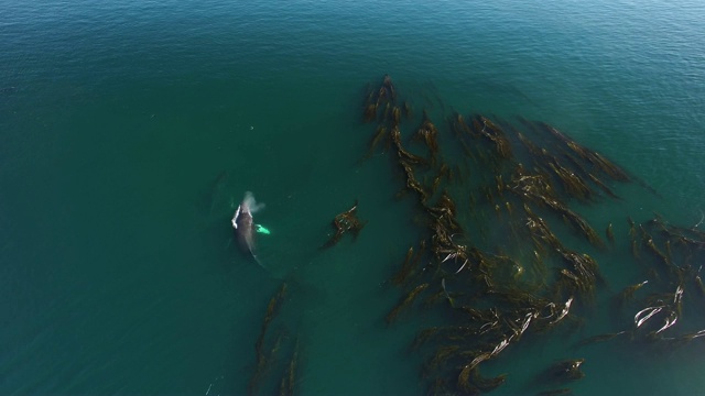 天线:鲸鱼在充满海藻的浅水中游泳和喷射视频素材