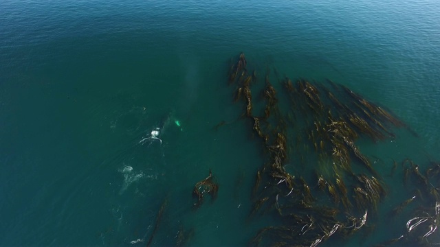 航拍:鲸鱼在充满海水中游泳和喷洒海藻视频素材