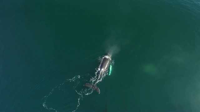 空中/右盘:鲸鱼在充满海藻的海洋中游泳和喷洒视频素材