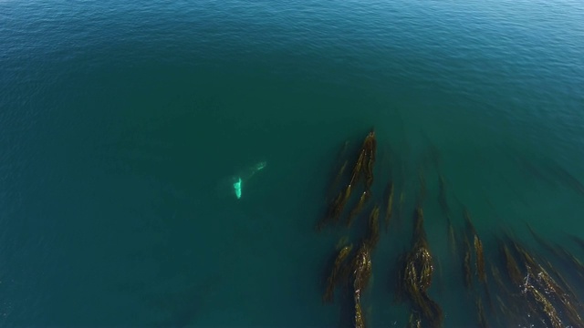 航拍:鲸鱼在充满海藻的绿色海水中游泳和喷洒视频素材