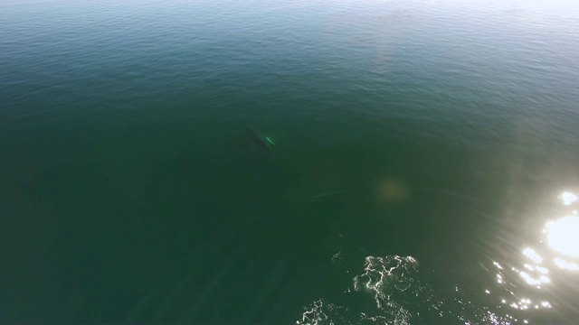 航拍:鲸鱼在绿色海洋中游泳和喷洒视频素材