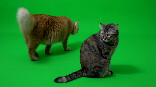 两只猫视频下载