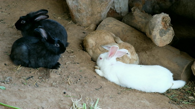 兔子生活，动物自然栖息地。视频素材