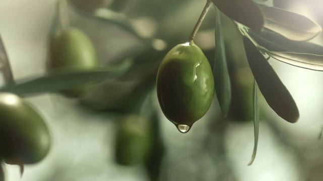 橄欖油從橄欖上滴下來視頻素材
