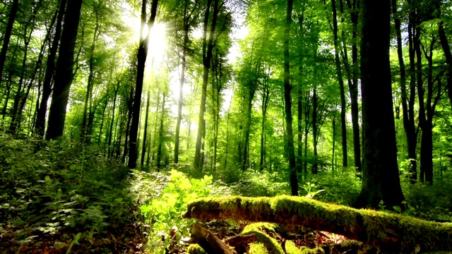 陽光灑在綠色的森林里，令人陶醉視頻素材