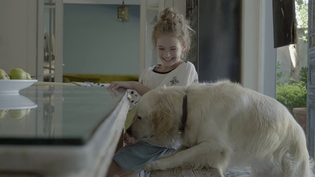 快乐的女孩在家喂养金毛寻回犬视频素材