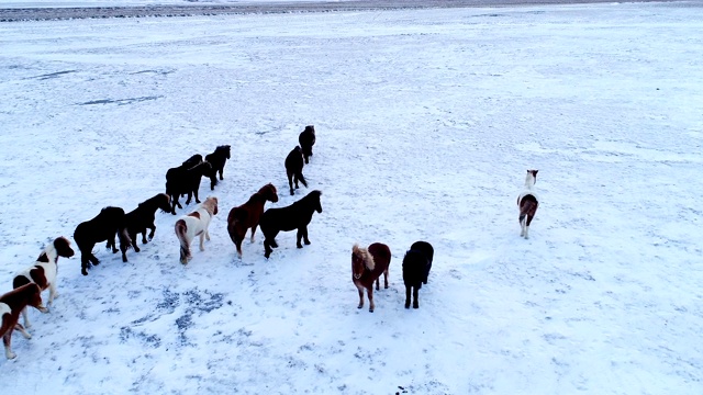 鸟瞰图一群马离开冰岛的其他土地。在多云的天空下，地平线上只有马和雪。视频下载