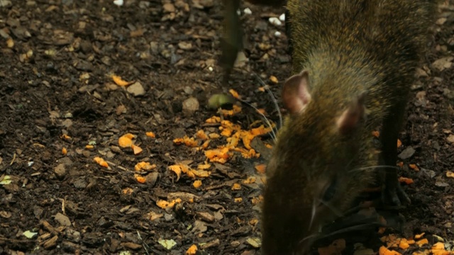 刺豚鼠吃东西的特写视频素材