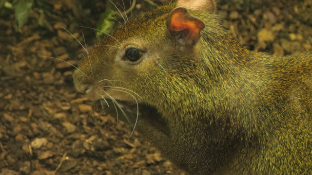 一只刺鼠用前爪对着嘴咀嚼视频素材