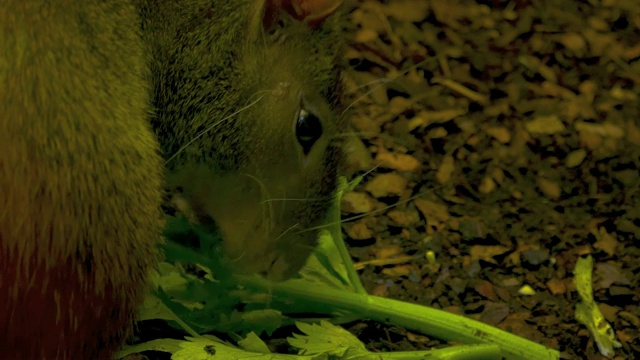 一个刺鼠吃芹菜的特写视频素材
