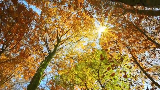 陽光照耀的樹梢和飄落的秋葉視頻素材