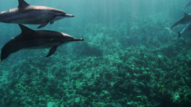 野生旋轉海豚的慢動作視頻素材