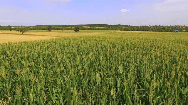 玉米迷阵低空天线视频素材