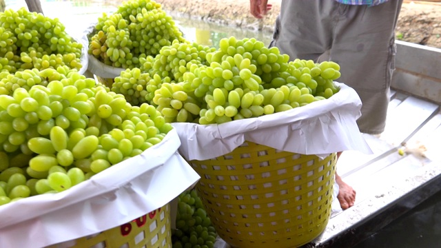 绿色的葡萄，收获的葡萄园视频素材