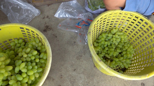绿色的葡萄，收获的葡萄园视频素材