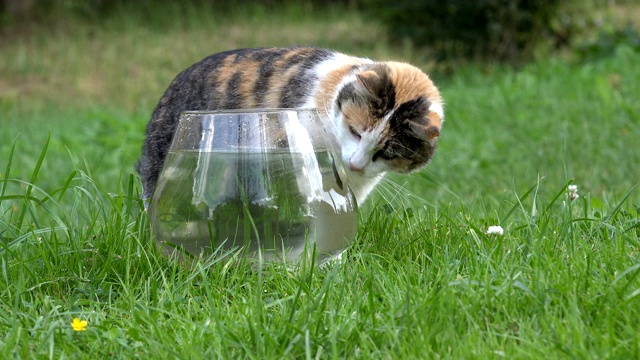 小猫在室外草地上的玻璃鱼缸里捉鱼。4 k视频下载