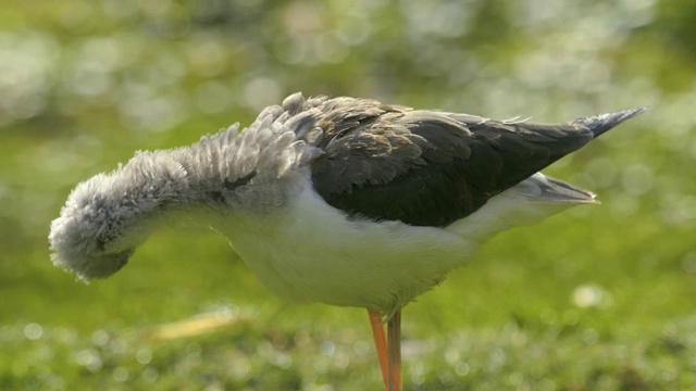 黑白水鸟梳理，黑翅高跷视频素材