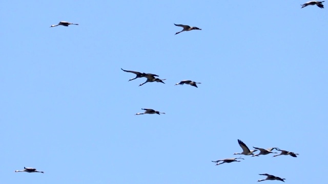 飞翔的鹤群(Grus Grus)在蓝天飞翔，迁徙视频下载