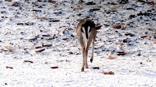 小鹿在雪地里觅食，小鹿在玉米地觅食视频下载