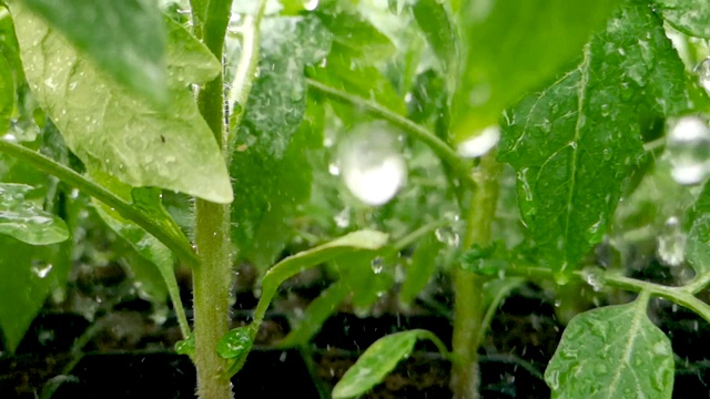 温室浇水系统近距离浇水在绿色幼苗缓慢运动视频下载