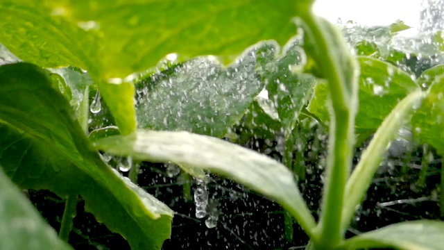 温室浇水系统近距离浇水在绿色幼苗缓慢运动视频下载