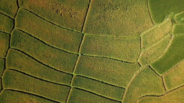 越南农业及稻田鸟瞰图，农业概念影像视频下载