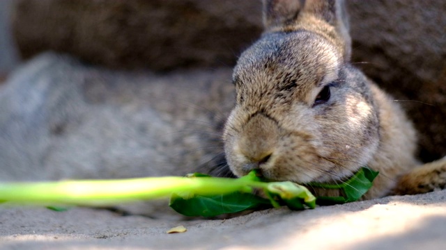 可爱的毛绒绒的兔子吃东西视频素材