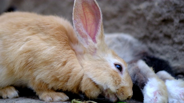 可爱的毛绒绒的兔子吃东西视频素材
