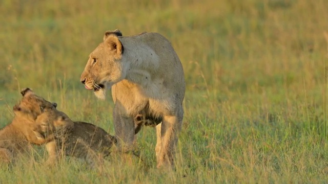 非洲，肯尼亚，马赛马拉国家保护区，非洲狮，狮子和两个幼崽与母亲玩耍视频下载