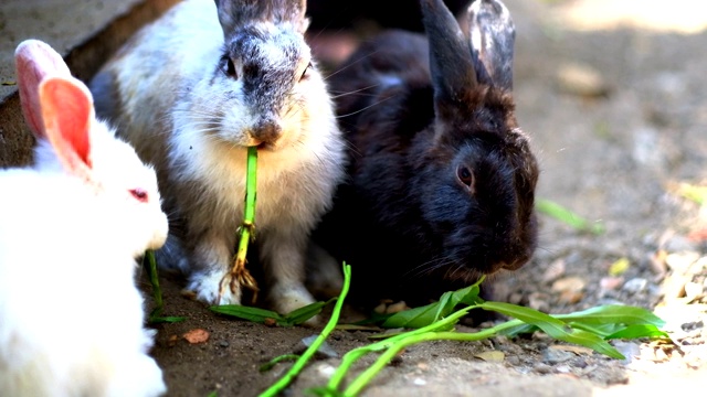 可爱的毛茸茸的兔子一家人在吃视频素材
