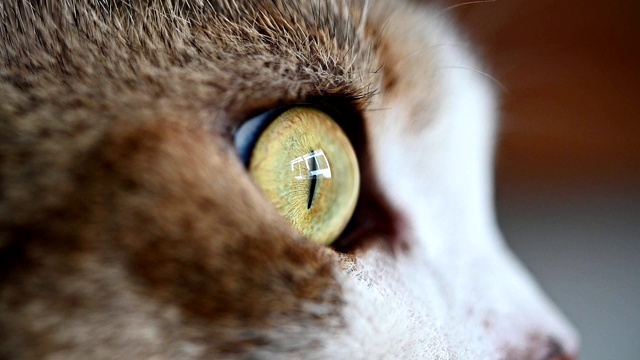 微距猫眼看外面。慢镜头，120帧/秒，可爱的猫集中和看窗外。视频下载